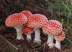 Comment savoir si un champignon est comestible ou toxique ?